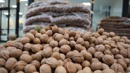 Bursa Karacabey’de Dev Ceviz Satışı! TİGEM 20 Ton Mahsulü İhaleye Çıkardı!