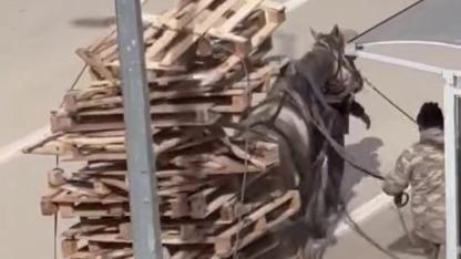 Bursa'da Yürek Sızlatan Görüntü: Aşırı Yük Altında Ezilen Atın Zor Anları