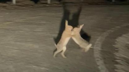 Gökçeada'da tavşanlar ringe çıktı