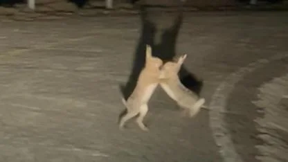 Gökçeada'da tavşanlar ringe çıktı