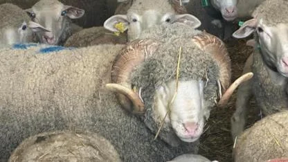 Kendi Servet, Yavruları Altın Değerinde! Henüz Doğmamış Kuzular Kapış Kapış Gidiyor