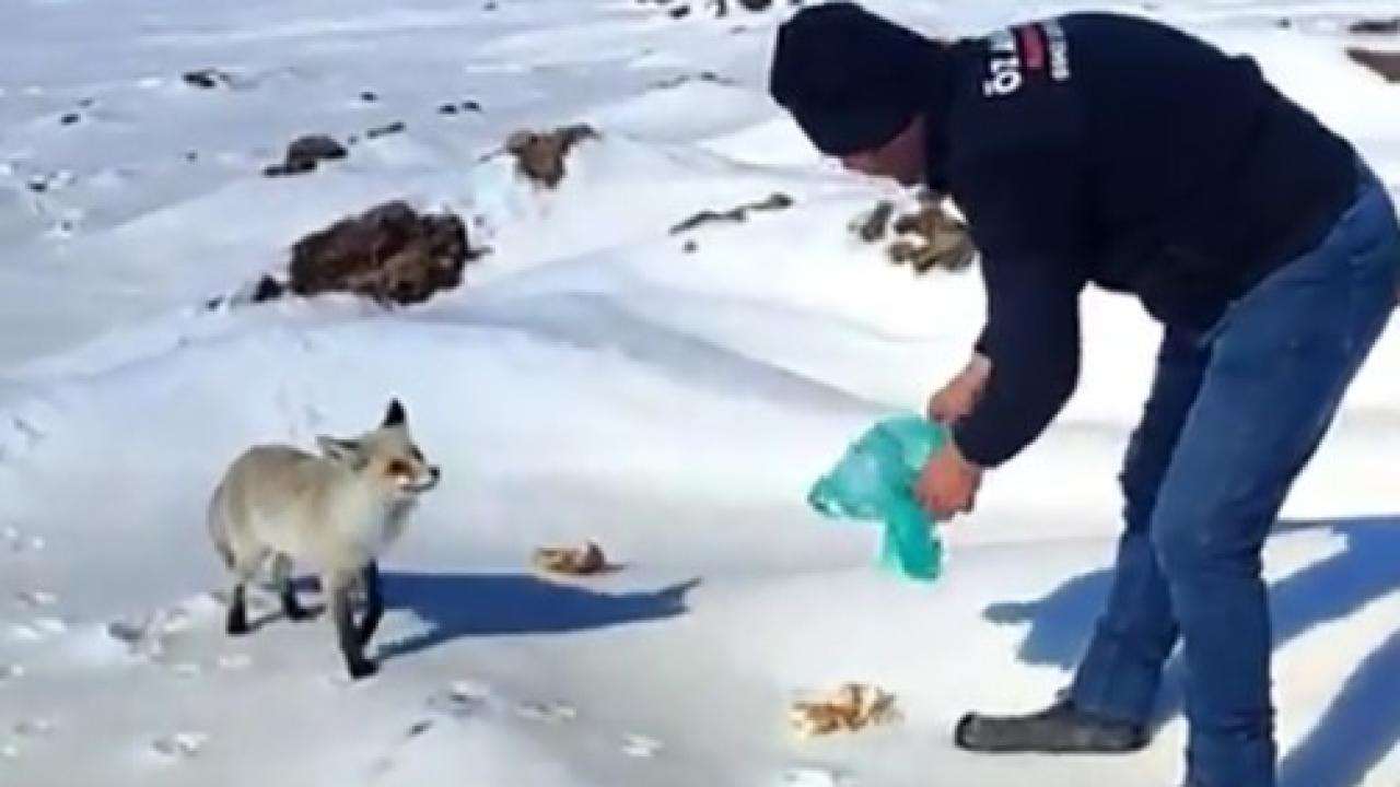 Maden işçileri ve tilkinin dostluğu