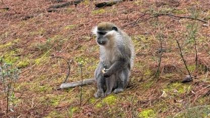 Mantar aramaya gitti karşısında maymun buldu!