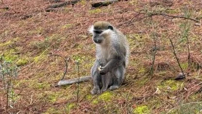 Mantar aramaya gitti karşısında maymun buldu!