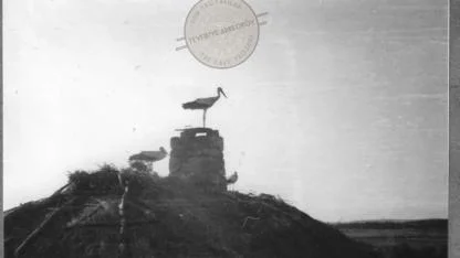 Tevfikiye'de bir dam, bir leylek, bir kayboluş hikâyesi