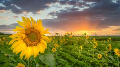 Çanakkale'de Yerli Ayçiçeği Üretimine Dev Destek: Çiftçiye %75 Hibe Desteği