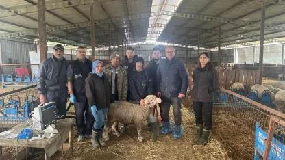 Çanakkale Hayvancılığında Genetik Devrim: Karacabey Merinosu ile verim seferberliği