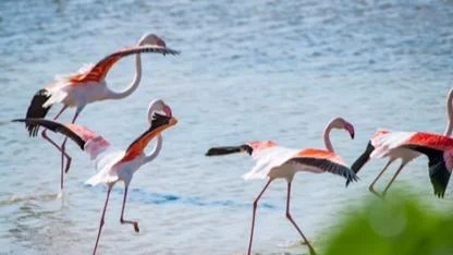 Geyikli’de Pembe Kanatların Dansı: Azmak Koyu’nda Flamingo Şöleni Başladı!