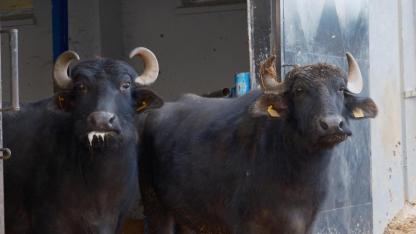 Manda Sütünde Verim Patlaması: Yeni Irk "Murana" Geliyor