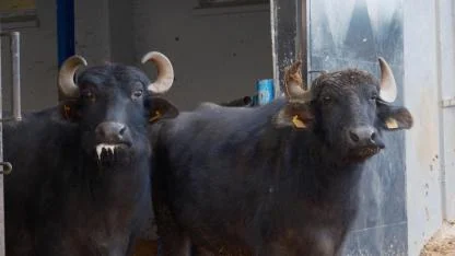 Manda Sütünde Verim Patlaması: Yeni Irk "Murana" Geliyor