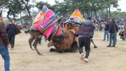 Güreşçi develer sahalara döndü: Çanakkale ve Muğla’dan dev katılım!