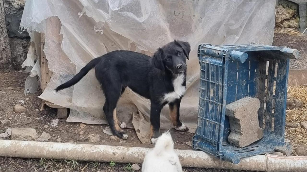 Çanakkale’de can dostlarına şifa: Mart ayı bilançosu açıklandı