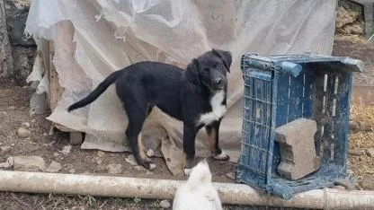 Çanakkale’de can dostlarına şifa: Mart ayı bilançosu açıklandı