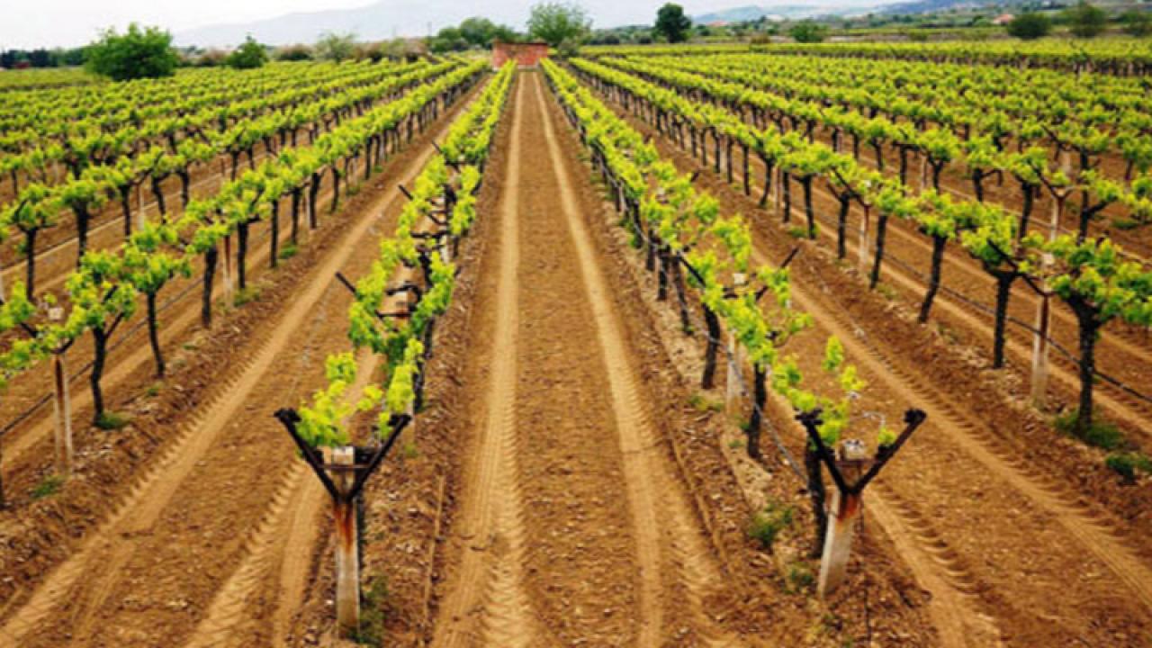 Bağcılıkta yeni dönem: Sertifikasız fidan devri bitiyor! Peki şimdi ne olacak?