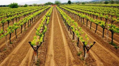 Bağcılıkta yeni dönem: Sertifikasız fidan devri bitiyor! Peki şimdi ne olacak?