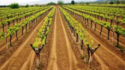 Bağcılıkta yeni dönem: Sertifikasız fidan devri bitiyor! Peki şimdi ne olacak?