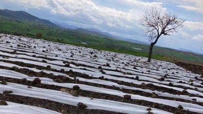 Çanakkale'de domates sezonu açıldı! Toprakla buluşan ilk fideler umut oldu