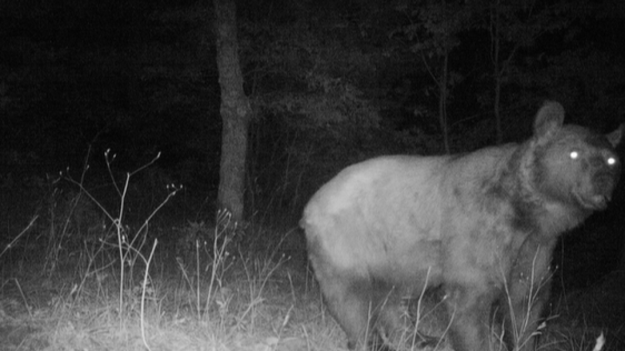 Çanakkale’de Fotokapan Yakalanan Canlılar Herkesi Şaşırttı! İşte O Görüntüler...