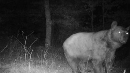 Çanakkale’de Fotokapan Yakalanan Canlılar Herkesi Şaşırttı! İşte O Görüntüler...