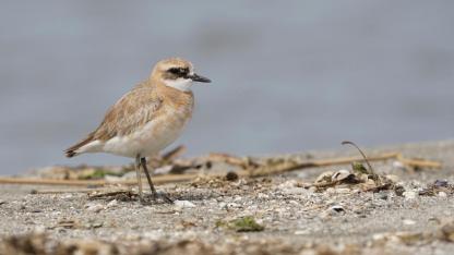 Çanakkale’de İlk Kez Görüntülendi! Bu Kuşun Hikayesi Herkesi Şaşırttı…