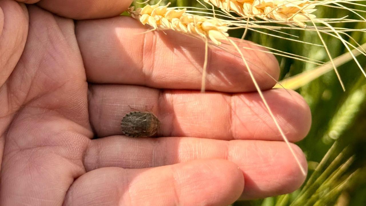 Çanakkale’de Kritik Süne Alarmı! Yanlış İlaçlama Hem Cebi Hem Doğayı Yakabilir… Uzmanlardan Net Uyarı
