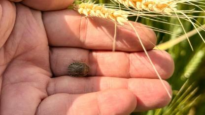 Çanakkale’de Kritik Süne Alarmı! Yanlış İlaçlama Hem Cebi Hem Doğayı Yakabilir… Uzmanlardan Net Uyarı