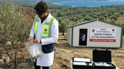 Çanakkale’de Yangın Sonrası Kritik Araştırma! Zeytinde Tehlike Mi Var?