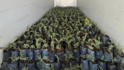 Çanakkale’den Azerbaycan’a Anlamlı Destek! 8 Bin 410 Fidan Yola Çıktı…