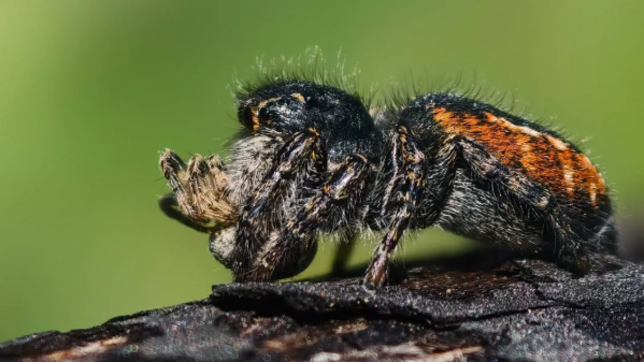 Çiftleştiği Erkeği Avlayan Örümcek Cenk Polat'ın Objektifine Takıldı!