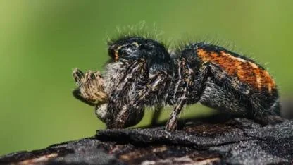 Çiftleştiği Erkeği Avlayan Örümcek Cenk Polat'ın Objektifine Takıldı!