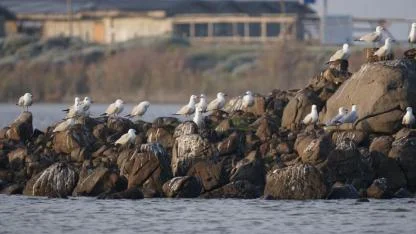 Gökçeada'nın Gizli Hazinesi Ada Martısı: Türkiye'nin En Büyük Kolonisi Burada!