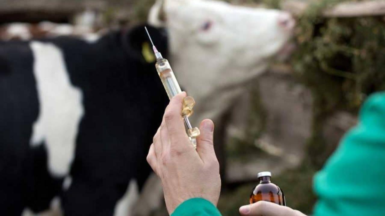 Hayvan Sahiplerini İlgilendiriyor: Aşı ve Tanımlama Ücretlerine Yeni Düzenleme