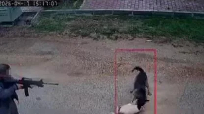 Kepez'de hayvan cinayeti: Kavga eden köpeğe kurşun yağdırdı!
