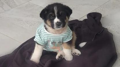 Vicdansızlığın Bu Kadarı! Çuvala Konulup Ölüme Terkedilen Minik Köpek Yuva Arıyor