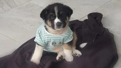 Vicdansızlığın Bu Kadarı! Çuvala Konulup Ölüme Terkedilen Minik Köpek Yuva Arıyor