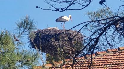 Bayramiç’in Yaren Leyleği 50 yıl sonra yine yuvasına geldi!