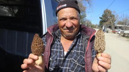 Kazdağları’ndan Servet Fışkırıyor: Kilosu Bin Liradan Alıcı Buluyor!