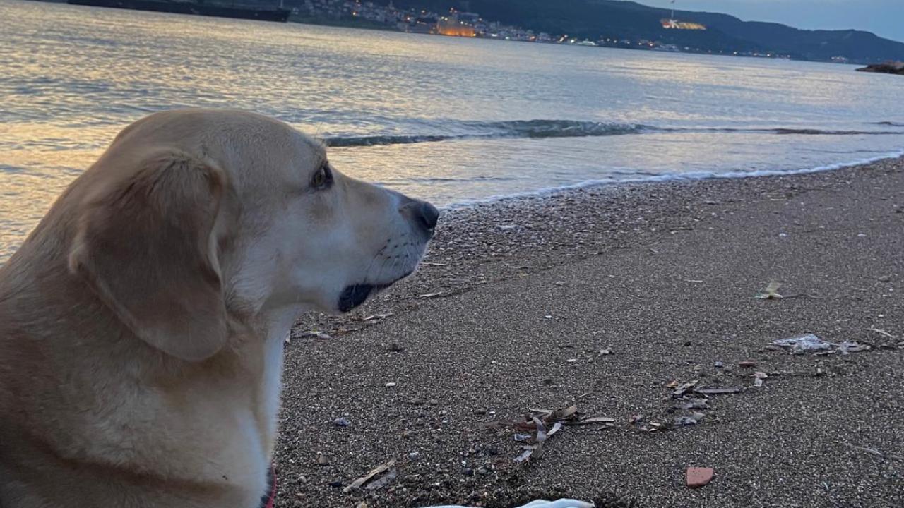 Çanakkale’nin Mutlu Patileri: Bahar Geldi, Neşe Sahillere Taştı!