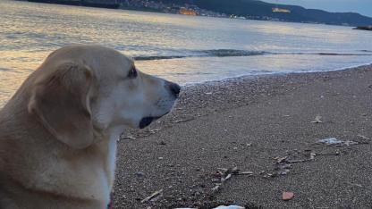 Çanakkale’nin Mutlu Patileri: Bahar Geldi, Neşe Sahillere Taştı!