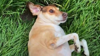 Süleyman Uysal’dan Alkışlanacak Hareket! Barınaktan kurtarılan Bambam artık Uysal ailesinin bir parçası