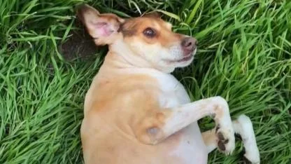 Süleyman Uysal’dan Alkışlanacak Hareket! Barınaktan kurtarılan Bambam artık Uysal ailesinin bir parçası