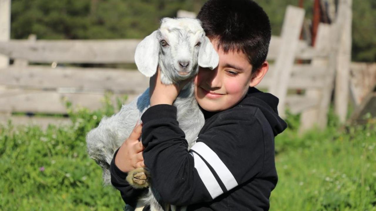 Boğazın Minik Çobanları Lapseki’de Sahneye Çıkıyor: Kuzu ve Oğlaklarıyla Yarışacaklar