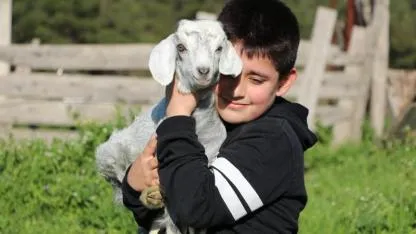 Boğazın Minik Çobanları Lapseki’de Sahneye Çıkıyor: Kuzu ve Oğlaklarıyla Yarışacaklar