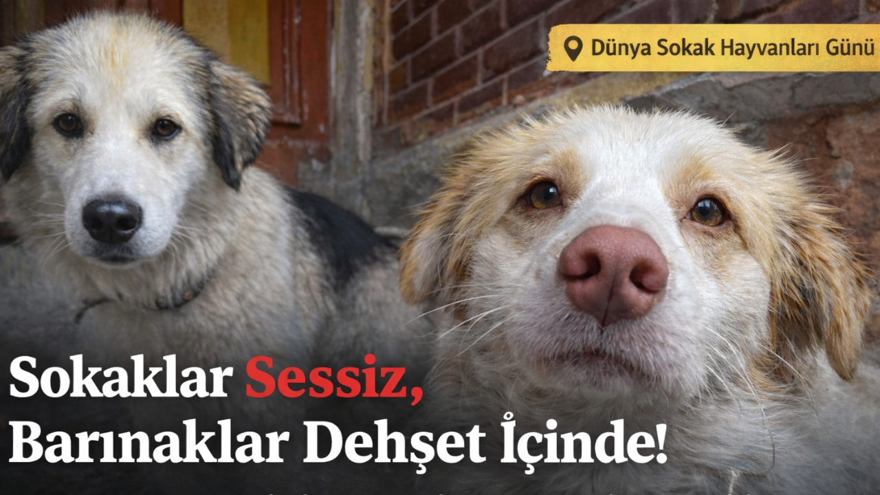 Sokaklar Sessiz, Barınaklar Dehşet İçinde! 4 Nisan Dünya Sokak Hayvanları Günü’nde Acı Tablo