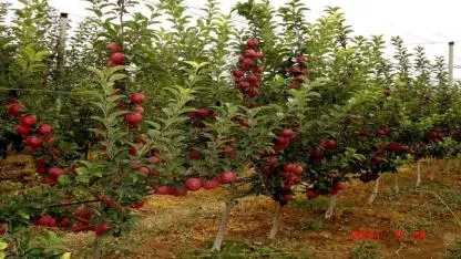 Tarımda kritik karar! Meyve fidanında yeni sistem: Uymayana ceza kapıda