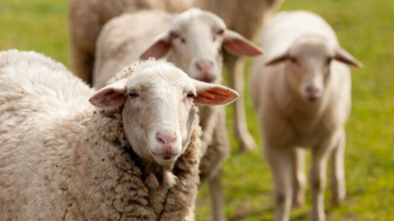 Üreticiye Çifte Bayram Müjdesi: 100 Küçükbaş Hayvan ve 45 Bin TL Nakit Desteği!