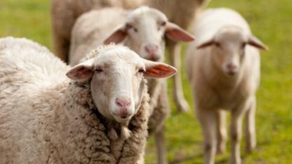 Üreticiye Çifte Bayram Müjdesi: 100 Küçükbaş Hayvan ve 45 Bin TL Nakit Desteği!