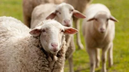 Üreticiye Çifte Bayram Müjdesi: 100 Küçükbaş Hayvan ve 45 Bin TL Nakit Desteği!