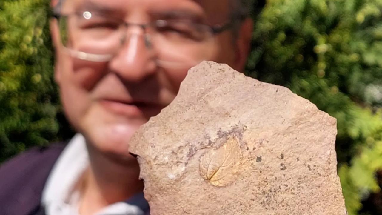 Çanakkale’de 23 Milyon Yıllık Sır! Yaprak Fosili Bulundu…