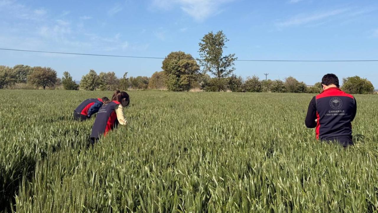Çanakkale’de Kritik Uyarı! Tarlalarda Sessiz Tehlike…